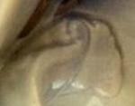 Tulip Shape (Little Scroll) - Elsmore and Forster - EMB - Terminal.jpg	